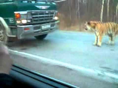 Гладен тигар си шетал на автопат