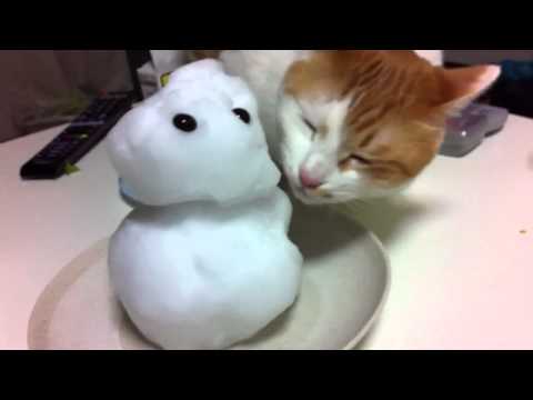 Мачето го сака снешко