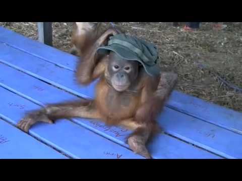 Бебе орангутан кое знае да танцува