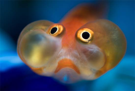 bubble-eye-goldfish