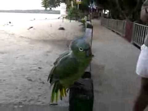 Папагалите научија да се смеат