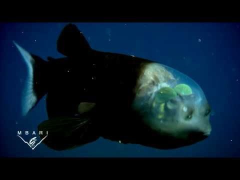 Риба со транспарентно лице