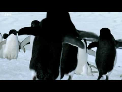 Летачки Пингвини?
