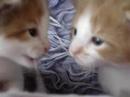 Разговорот на две мали мачиња