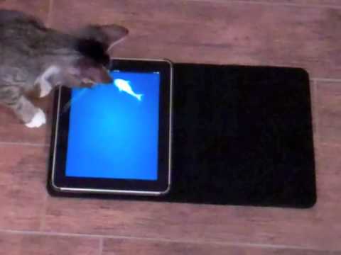 И за мачките има игри на iPad