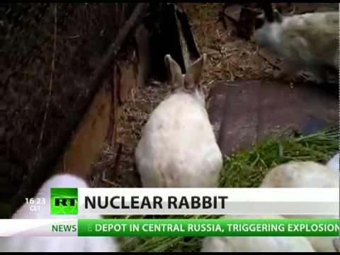 Зајак без уши роден во близина на Фукушима