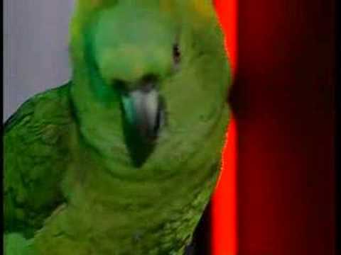 Папагалот кој сака блуз
