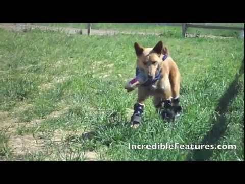 Првото куче во светот со четри протетски нозе