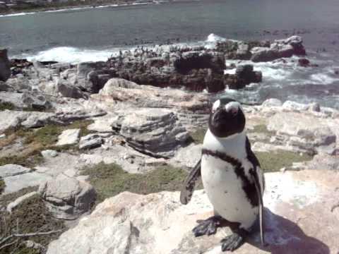 Пингвин со манири