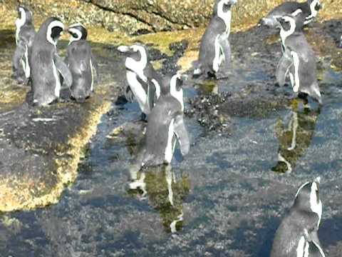 Палавите пингвини