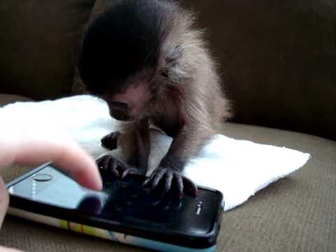 Мајмун и iPhone