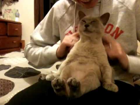 Најискулираната мачка во светот