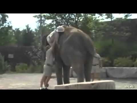 Како да не се качувате на слон :)