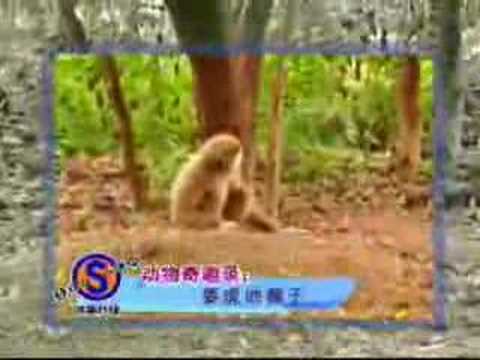 Што прави мајмун кога му е досадно? :)