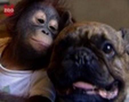 Љубовта нема граници! Булдог бакнува орангутан! :)