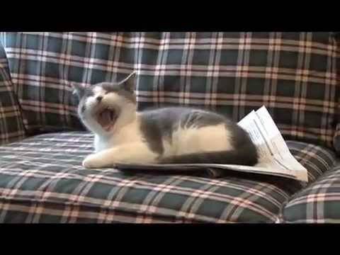 Глупата мачка стана хит на Youtube :)