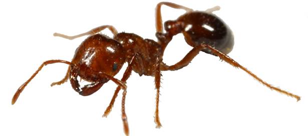 mravki naslovna