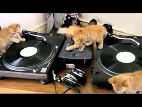 Dj Cats