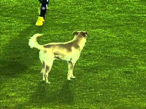 Кучево се симна да им покаже како се игра фудбал :)))