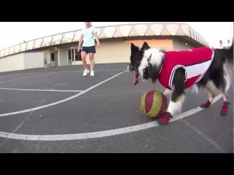 Basketball dog :)