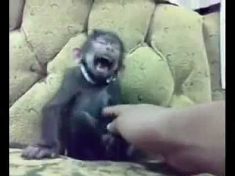 Мајмунчето смешко :)))