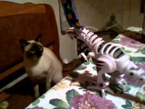 Мачка против диносаурус :)