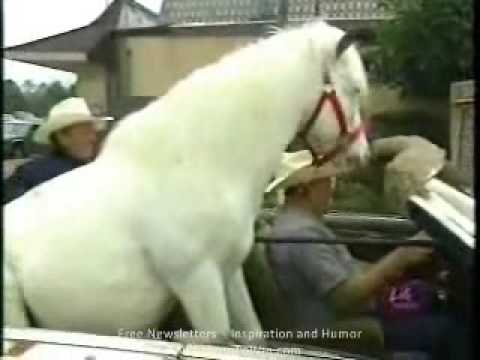 Ваков коњ досега немате видено…гарант!!! :)))