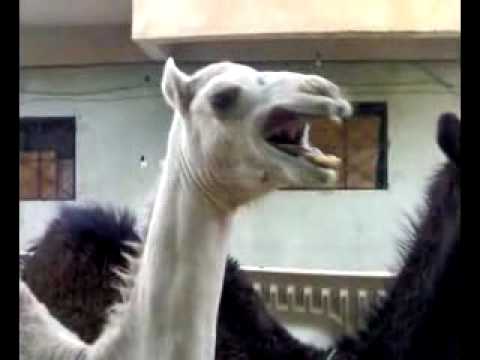 И камилите се смееле бе :))) цццц…а толку “сериозно” ми делуваа:)))