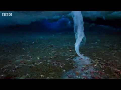 Чудо на природата на дното на Антарктикот