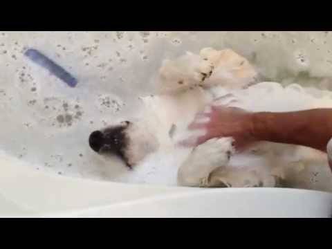 Кучево ужива додека го бањаат :)