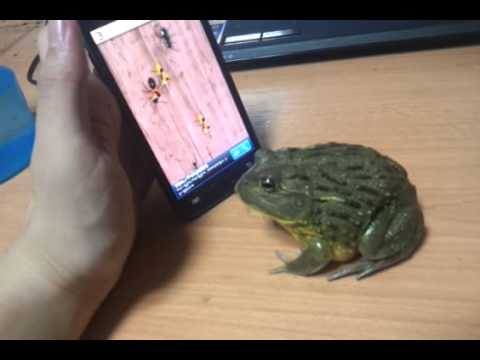 И жабите знаат да играат игрици на мобилен, само бидете внимателни!!! :)