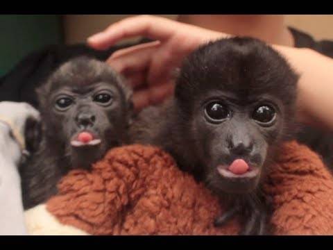 Најмилите бебиња мајмунчиња! :)