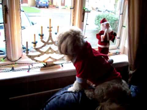 И кучињата го чекаат Дедо Мраз! :)