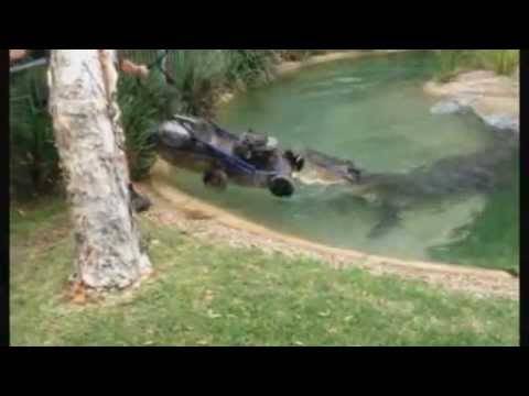 Неверојатно видео: Крокодилот Елвис ја изеде косилката! :)