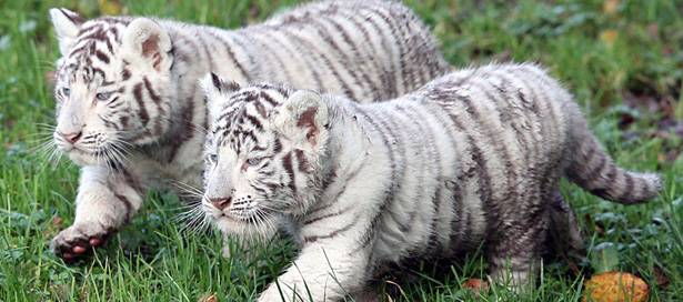 ANIMALS-ZOO-TIGER-BIRTH