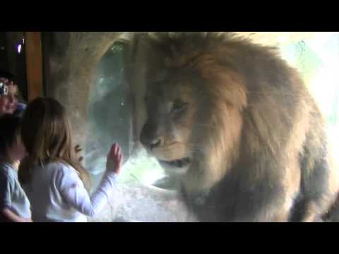 Запознајте ја Софија, бестрашната три годишна скротувачка на лавови! :)))