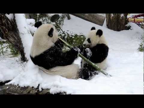 Панди на снег :)))