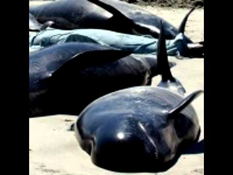 Видео: 90 китови на брегот на Нов Зеланд!