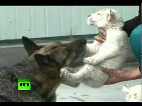 Куче посвои три бели тигарчиња! Преубаво видео! :)))