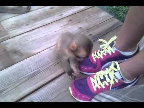 Мајмунче што сака врвци :))))