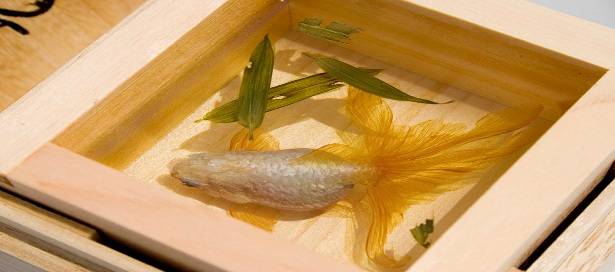 3d-fish-sculpture-paintings-layer-by-layer-riusuke-fukahori-4