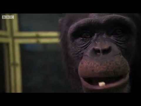 Најпаметното шимпанзо во светот! Решава задачи во рекордно време! :)))