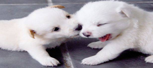 Adorable-White-Puppies