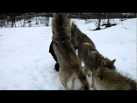 Видео: И волците знаат да се радуваат!