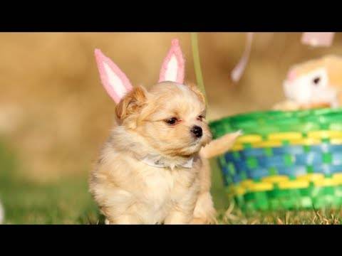 И кучињата слават Велигден! :)