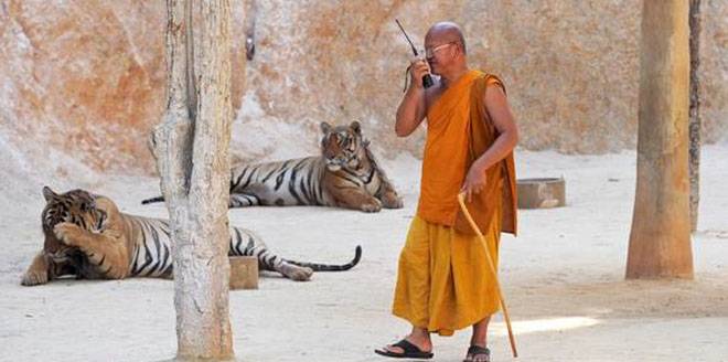 THAILAND-CONSERVATION-ANIMAL-TIGER