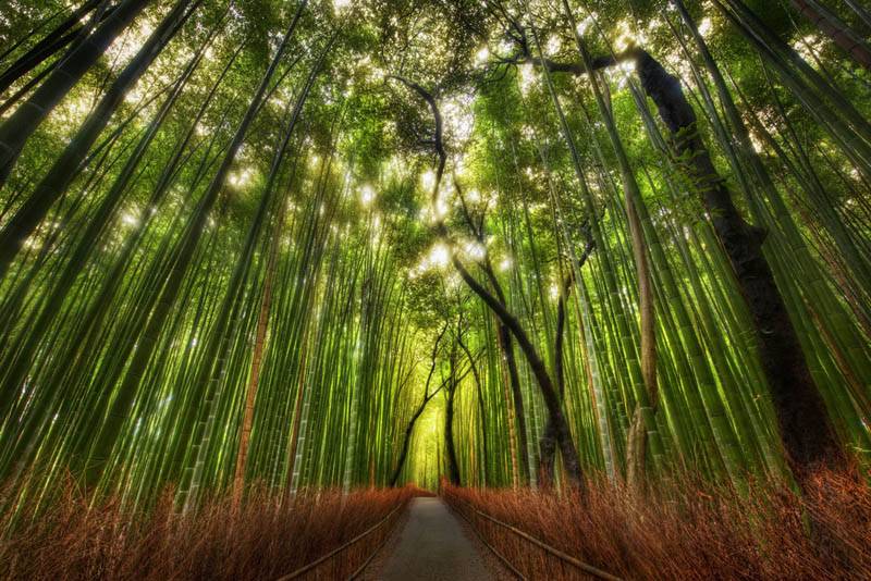 The Bamboo Forest and some great Twitter Lists to follow