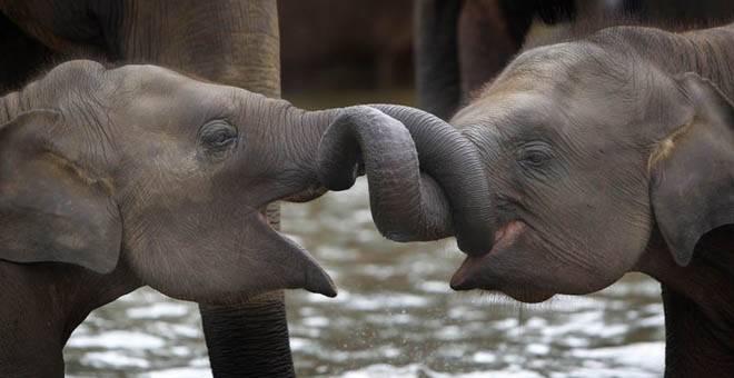 Sri Lanka Elephants