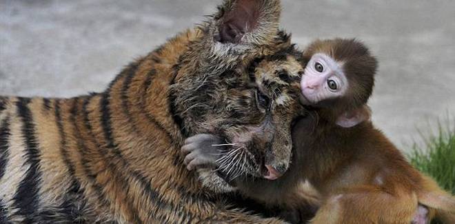 A baby rhesus macaque (Macaca mulatta) plays with a tiger cub at a zoo in Hefei