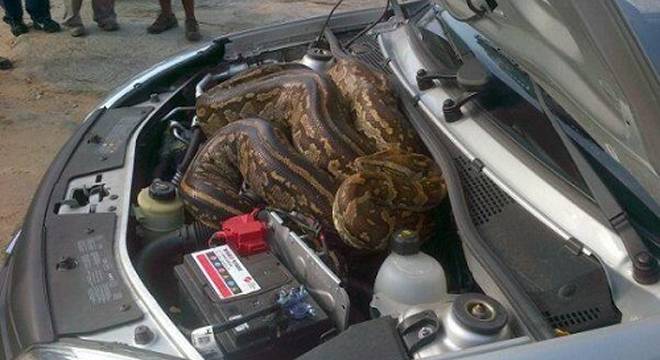 python_in_car_engine_compartment